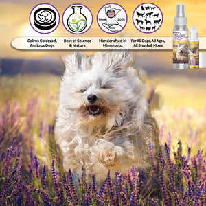 Havanese dog