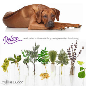 rhodesian ridgeback afraid fireworks