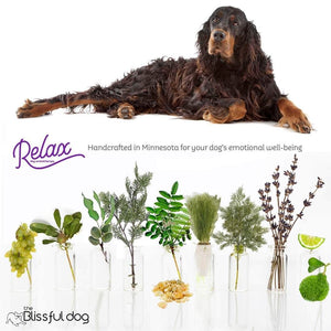 Gordon Setter natural care