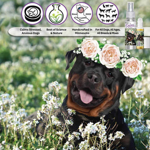 Rottweiler relax dog aromatherapy