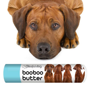 Rhodesian Ridgeback itchy skin