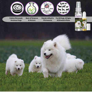 Samoyed puppies