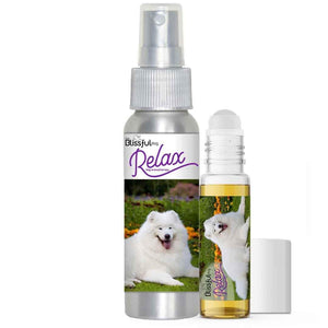 Samoyed afraid