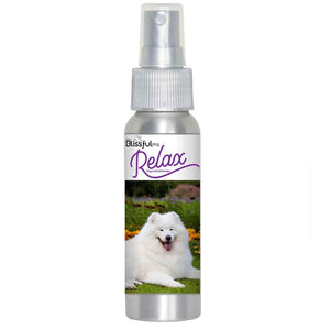 Samoyed anxious
