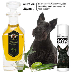 Scottish Terrier crusty nose