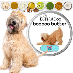happy soft coated wheaten terrier puppy