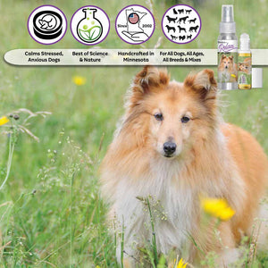 shetland sheepdog relax aromatherapy