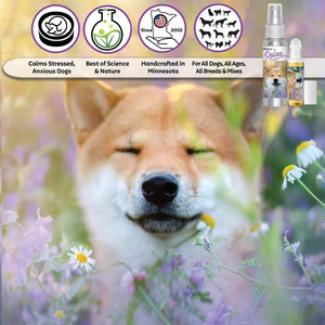 shiba inu relax dog aromatherapy