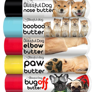 shiba inu puppy