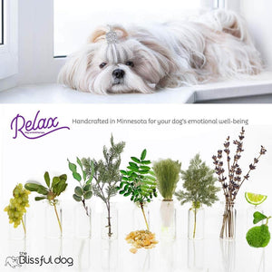 shih tzu afraid thunder