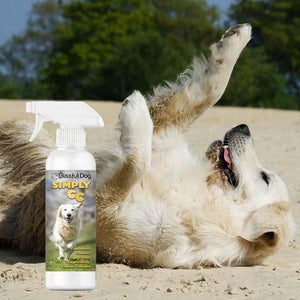 golden retriever rolling on beach