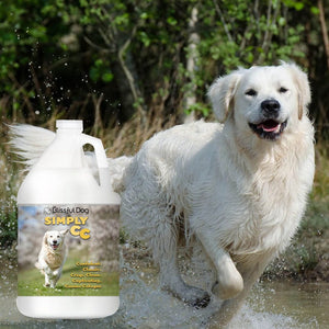 golden retriever running in lake