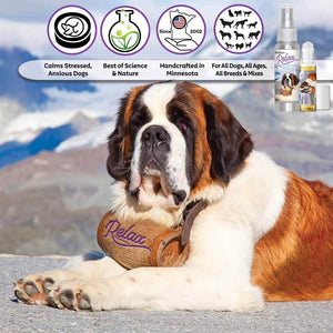 st bernard afraid