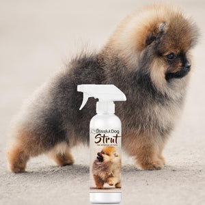 pomeranian proud