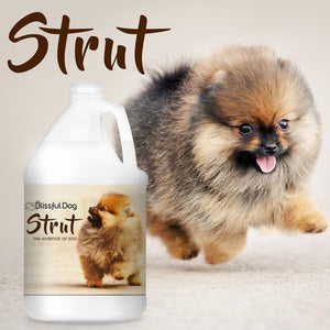 pomeranian pet