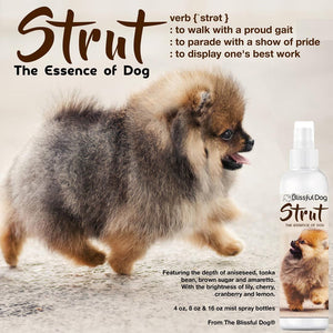 pomeranian strutting
