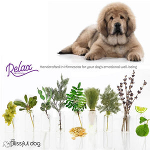 Tibetan Mastiff aromatherapy