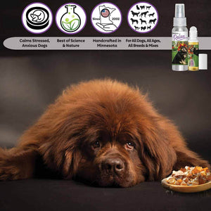 Red Tibetan Mastiff