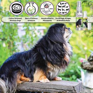 Tibetan Spaniel afraid thunder