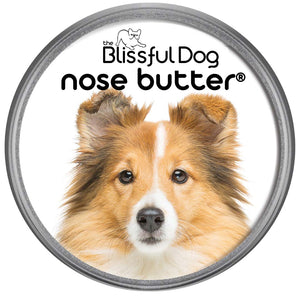 Shetland Sheepdog Nose is dry