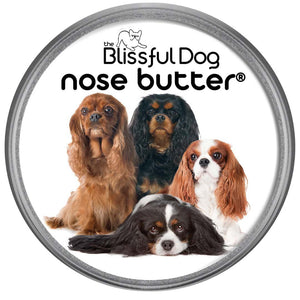 cavalier king charles spaniel dry nose