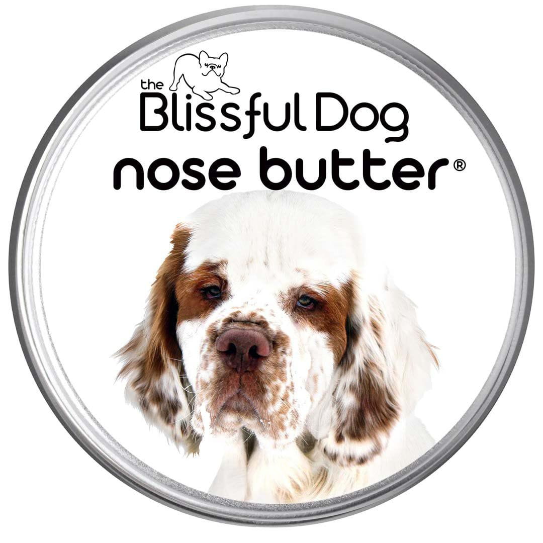 clumber spaniel dry nose