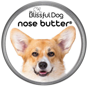 corgi has dry nose