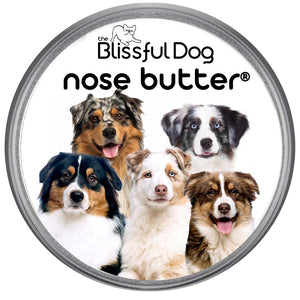 australian shepherd nose