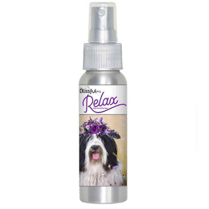 Tibetan Terrier scared