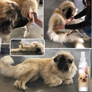 Be Bye Boo Boo Spray on Dog's incision