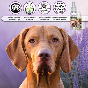 vizsla relax dog aromatherapy