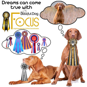 vizsla field training