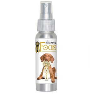 vizsla dog training