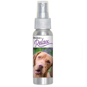 vizsla afraid fireworks