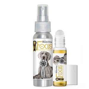 Weimaraner dog aromatherapy