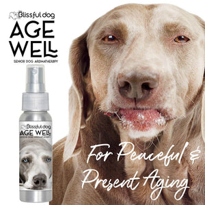 weimaraner senior dog