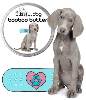 weimaraner puppy care