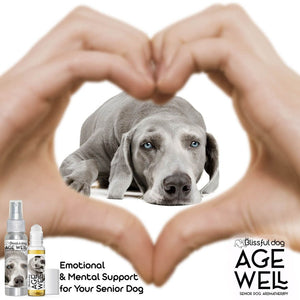 senior weimaraner care