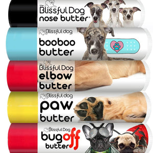 whippet dog care