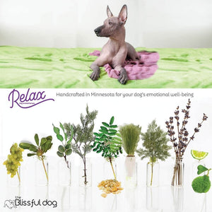 Xoloitzcuintli calming dog aromatherapy