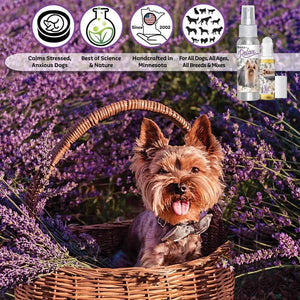 Yorkshire Terrier relax dog aromatherapy
