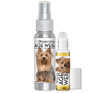 senior yorkshire terrier