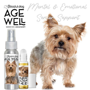 yorkshire terrier old
