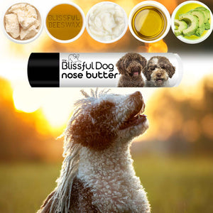 Lagotto Romagnola nose balm