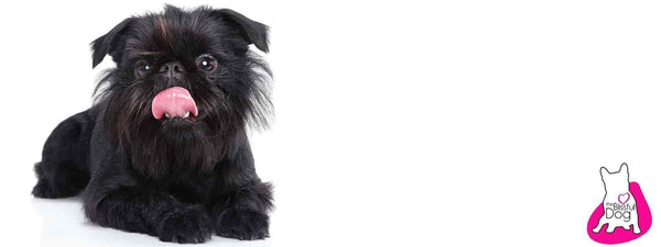 Affenpinscher Facts: History & Temperament | The Blissful Dog