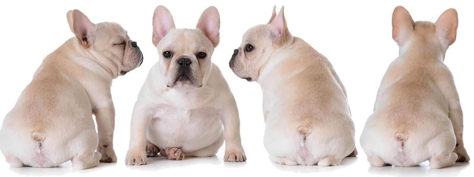 cream french bulldog puppies