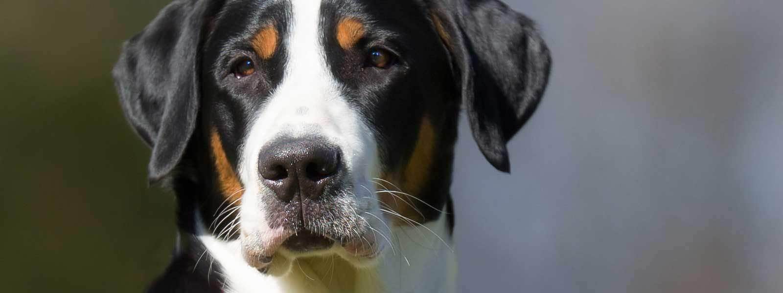 greater swiss mountain dog extinction