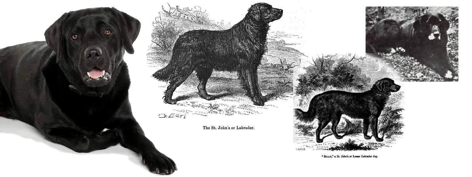 Did You Know...Labrador Retrievers Do Not Come From Labrador!