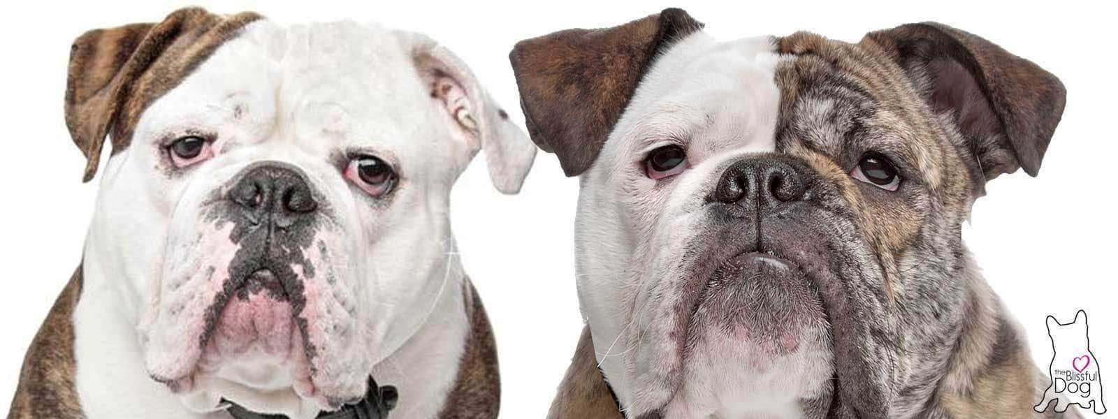 The Olde English Bulldogge History - The Realization of a Dream