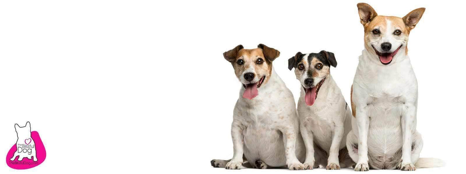 Terrier Similar To Jack Russell